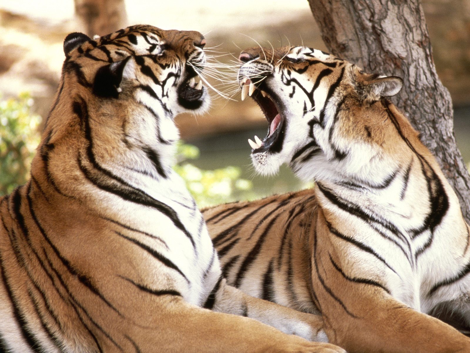 Bengal Tigers3403313235